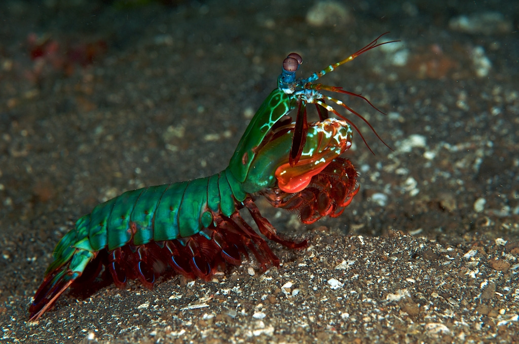 갯가재=사마귀 새우[mantis shrimp]