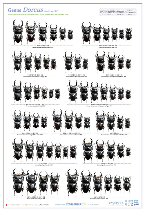 세계 사슴벌레 & 장수풍뎅이 포스터